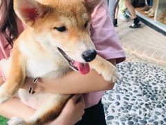 -柴犬高等学院·狗咖·柴犬售卖·宠物训练