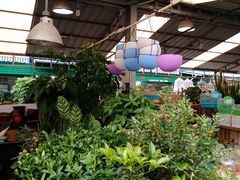-曲阳花鸟市场(曲阳路店)