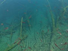 -乡土特色.冷锅鱼.牦牛肉汤锅