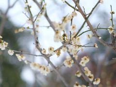 -东湖磨山景区