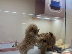 -合景·悠方(成都店)