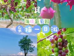 -海堤葡萄园中小学生研学基地