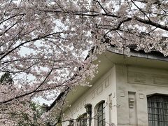 -武汉大学-樱园