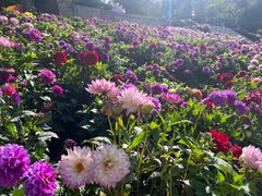 -青藏高原野生动物园