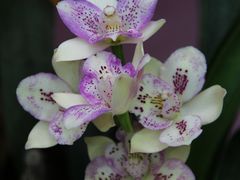 -中国科学院华南植物园