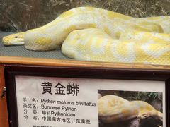 -上海大自然野生昆虫馆(东方明珠·爬宠昆虫探索中心)