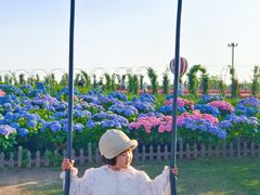 -荷兰花海