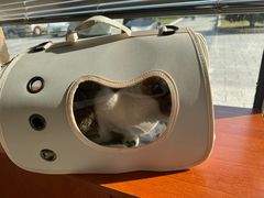 -艾贝尔宠物医院 ·内科全科(梁溪路店)