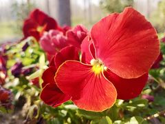 -合肥滨湖国家森林公园