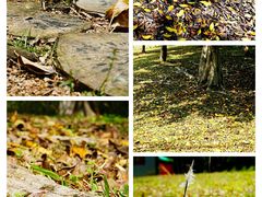 -福田红树林生态公园