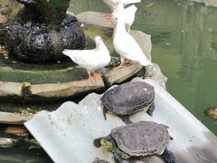 -西安大兴善寺