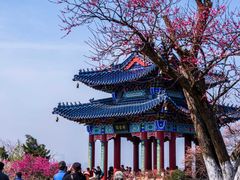 -梅花山(明孝陵内)
