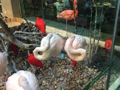 景观位-白虎自助餐厅·真老虎·景观自助餐厅(广州长隆酒店)