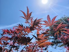-广州市帽峰山景区