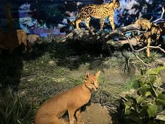 -国家自然博物馆