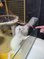 -神奇动物撸宠馆·羊驼·小浣熊·异宠(豫园店)