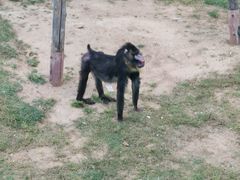 -西霞口神雕山野生动物世界