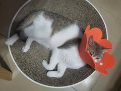 -瑞派康怡24h宠物医院·犬猫医疗中心·微创绝育(瑞景分院)