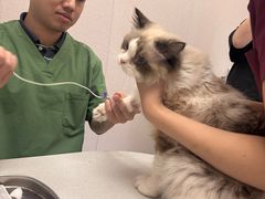 -瑞鹏宠物医院·骨科·猫科·内科(第一中心)