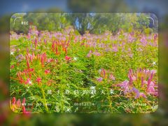 -上海滨江森林公园