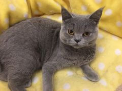 -猫的茶·猫咖