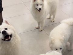 -安格丽娜·狗咖·猫咖羊驼咖(春熙路百盛商场店)