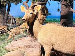 -国家自然博物馆