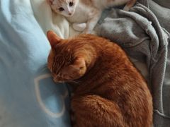 -乐派堂宠物医院·猫友好· 心脏科(东街店)