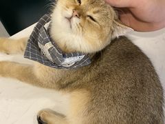 -飞行喵MR PILOT|猫舍·猫咖(静安大融城店)