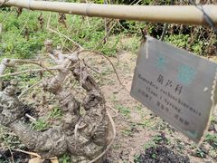 -广州神农草堂中医药博物馆