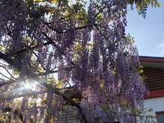 -嘉定紫藤园
