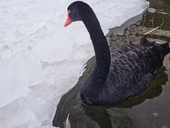 -春风习习