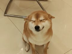 -萌宠之家·腊肠犬·马尔泰·小体犬舍