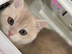 -佳雯宠物医院·皮肤科·内外科(春晓路分院)