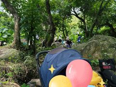 -阳台山森林公园