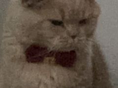 -瑞派宠物医院·犬猫全科·猫友好(宾水西道店)