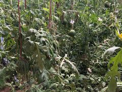 -万源龙顺度假庄园生态观光园