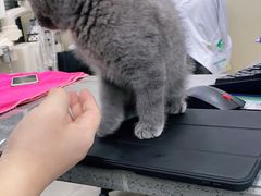 -安安宠物医院(情缘分院)