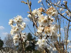 -樱桃山旅游景区