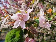 -长白岛森林公园