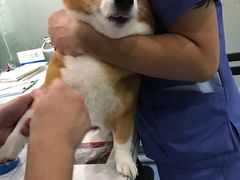 -伟伟宠物医院·CT影像中心·瑞派犬猫综合性门诊(汉口总院)