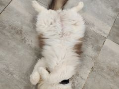 -楼上猫咖(罗湖店)