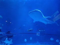 -烟台海昌鲸鲨海洋公园