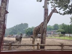 -大连森林动物园