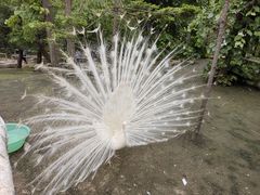 -哈尔滨北方森林动物园