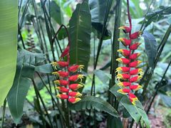 -中国科学院西双版纳热带植物园