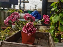 -凡花楼(拈花湾店)