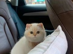 -欣宠猫屋·矮脚拿破仑·蓝金金渐层
