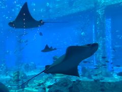 -亚特兰蒂斯•OSSIANO奥西亚诺海底餐厅