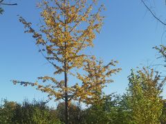 -北京西山国家森林公园